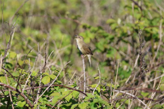 the male common grasshopper warbler (Locustella naevia) singing whilst perched on bramble stem