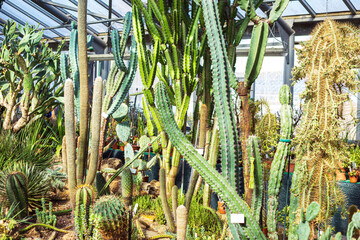 Obraz premium Different cacti in the tropical greenhouse of the Botanical Garden.