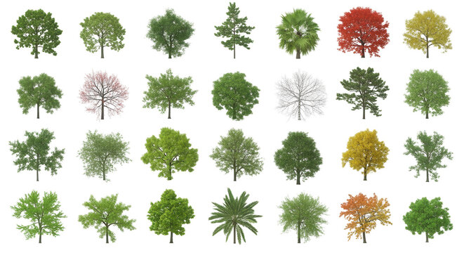 Overhead Tree Collection Isolated on Transparent or White Background, PN