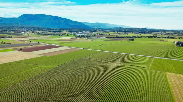 Green vineyard fields organized in rows across flat terrain in Italy, agricultural pattern from aerial perspective