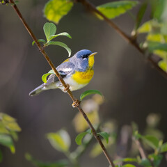 Obraz premium parula warbler on green branch