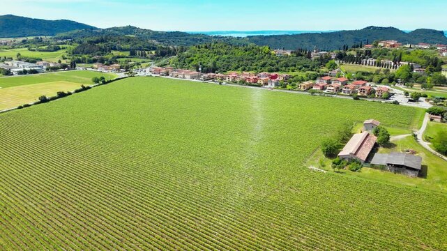 Agricultural land with vineyard rows in Italy, wide aerial landscape view