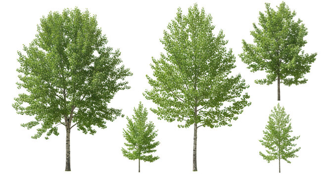 Populus tremula street summer trees medium and small isolated png on a transparent background premium cutout (common