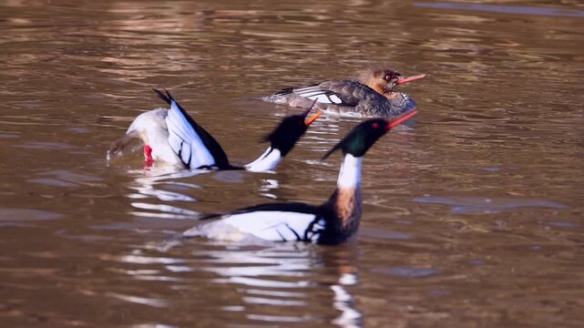 Male merganser ducks displaying mating dance to impress female.