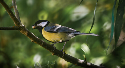 Mésange © Gio