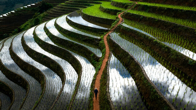 aerial drone view of lush green rice terraces in tropical mountainous landscape
