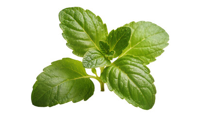 Isolated fresh vibrant green mint leaves sprig aromatic culinary herb natural plant food © David