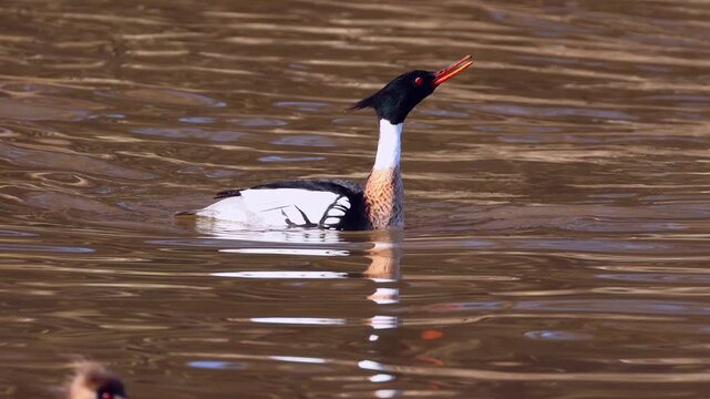 Male merganser ducks displaying mating dance to impress female.