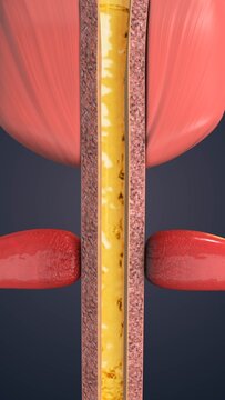 External urethral sphincter controlling urine flow