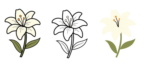 Obraz premium 白い百合の花のベクターイラスト3種類セット