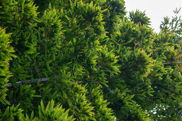 Fototapeta premium close up of green pine needles