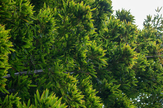 close up of green pine needles