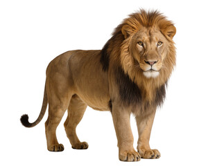 Isolated majestic male lion with a magnificent mane standing and looking directly at viewer © David