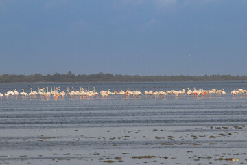 Naklejka premium Group of Lesser Pink Flamingos reflecting and feeding in Pulicat Lake or Pazhavanthangal Lake