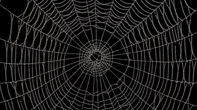 Intricate cobweb covered in dew drops on a black background with detailed threads