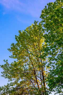 Vibrant green treetops under a clear blue sky at sunset