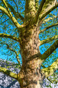 Close-up view of a large sycamore tree trunk with textured bark and green branches