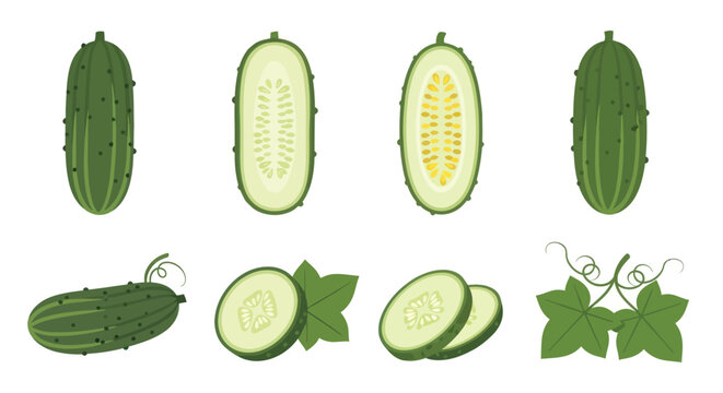 Fresh cucumber slices and whole vegetables