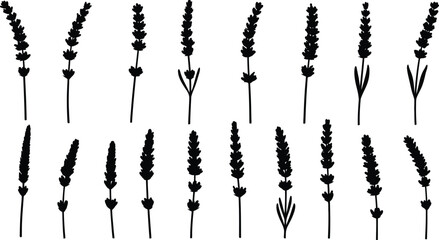 Black silhouette collection of lavender flower stems and herbs for botanical design © jamiul