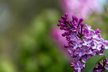 Obraz premium Lilac flowers close-up with green leaves and soft natural light