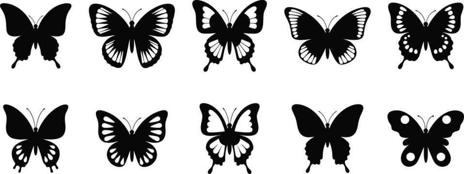 Butterfly vector collection diverse wing patterns and elegant insect graphics