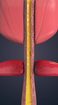 External urethral sphincter controlling urine flow