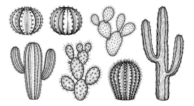 Artistic collection of various cactus plant sketches including tall saguaro and round barrel types with thorns for desert theme design.