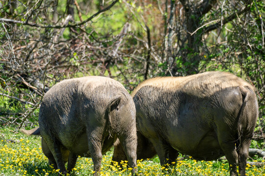 wild boar walking in the woods