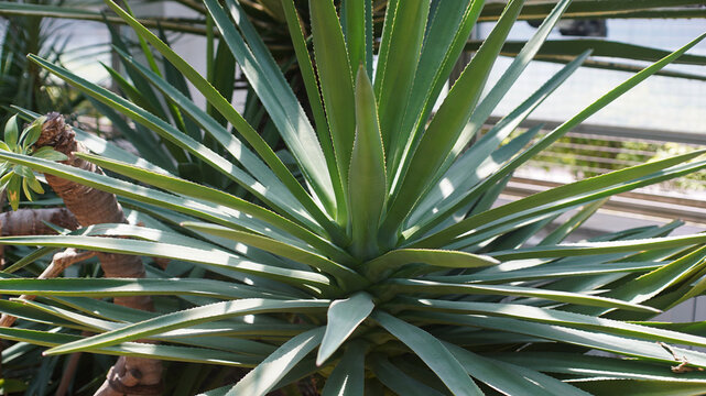 Close-up of agave succulent with thick pointed green leaves forming rosette pattern in bright sunlight