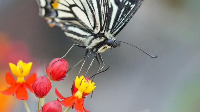 Asian swallowtail butterfly (Papilio xuthus) perched on red and yellow milkweed flowers, macro shot of insect pollination in nature.