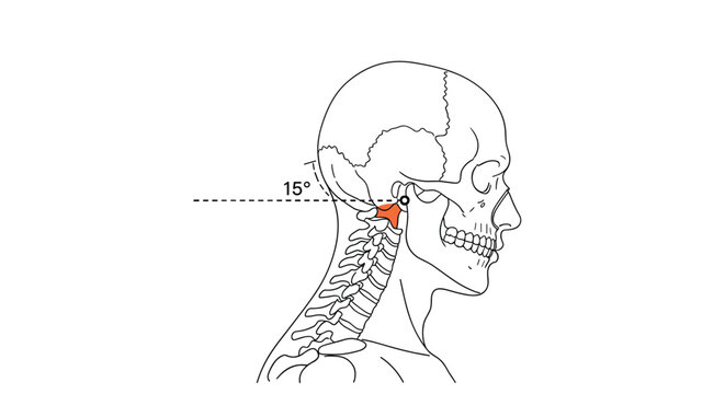 Anatomical line drawing of a human skull and neck showing a fifteen degree tilt and highlighted vertebrae joint.