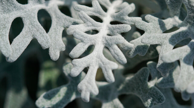 Close-up of Dusty Miller (Senecio cineraria) leaves with silvery-gray lobes and velvety texture