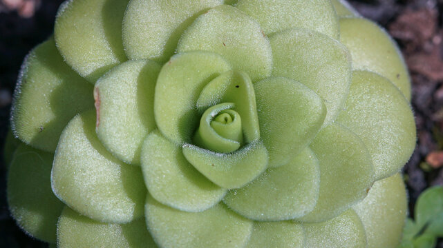 Close-up of green succulent rosette with thick fleshy leaves in spiral pattern under natural light