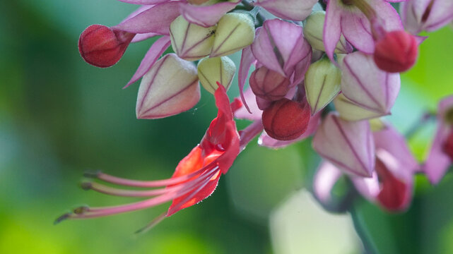 Cluster of bleeding heart vine flowers with pale pink calyxes and bright red petals