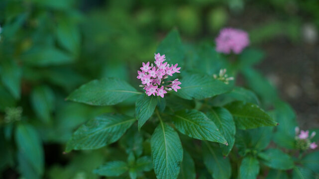 Cluster of small pink star-shaped flowers (Pentas lanceolata) blooming among lush green leaves in a garden.
