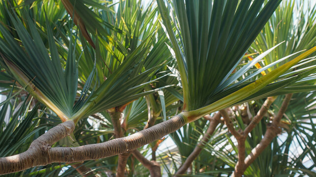 Detailed shot of a Pandanus tree (Screw Pine) with its distinctive spiraling trunk and sharp, sword-shaped green leaves in a tropical garden.