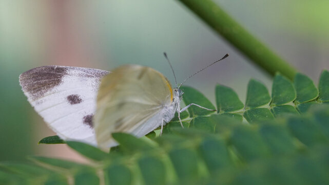 Macro shot of a Cabbage white butterfly (Pieris rapae) resting on a green pinnate leaf in a sunny garden.