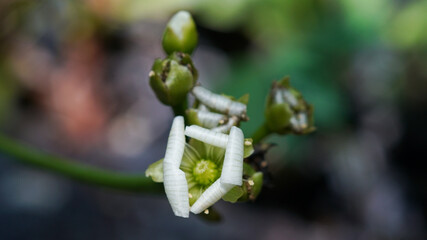 Extreme macro shot of a Venus flytrap (Dionaea muscipula) flower blooming, showing delicate white petals and green reproductive parts. © shufilm