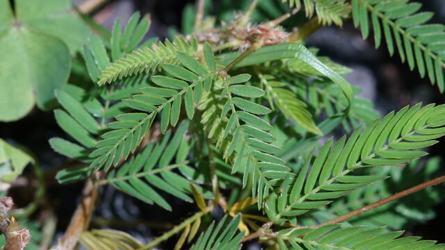 Macro shot of Mimosa pudica (Sensitive plant) leaves, showing the intricate bipinnate green foliage in a garden.