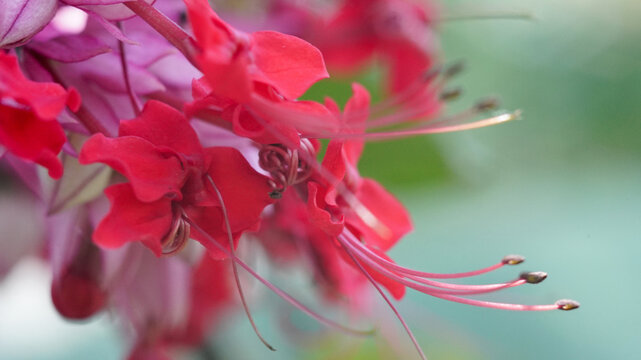 Macro shot of vibrant red Flaming Glorybower flowers (Clerodendrum splendens) showcasing elegant long stamens in a garden.
