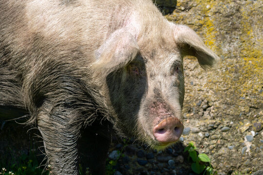 pig in a farm
