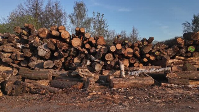 Stack of cut diseased tree trunks after park maintenance. Logs from unhealthy trees form a large pile near a forest clearing in spring.
