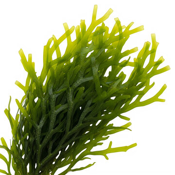 Close-up of vibrant green sea lettuce fronds