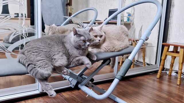 A gray and a cream-colored British Shorthair cat sit together on an ab crunch exercise machine inside a room. The gray cat with fluffy fur dangles its paws while resting next to its companion.