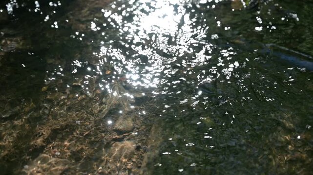 Sparkling water reflections in a serene natural setting
