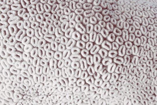 Organic texture of the honeycomb hard coral  - Favia Favus. Abstract white background.