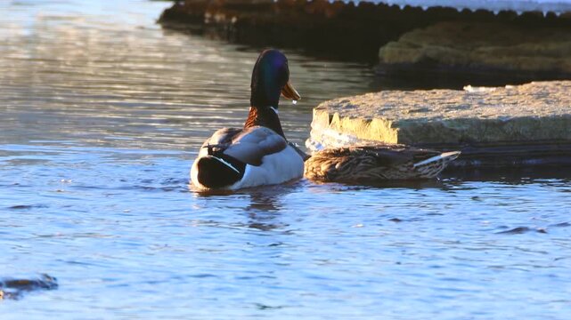 Mallard ducks mating rituals, and having sex.