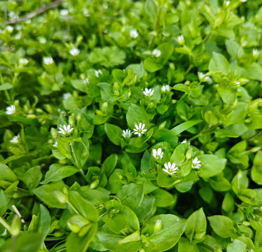 Crisp top-down view of dense green chickweed plants with delicate white flowers, ideal for clean, fresh, and natural branding