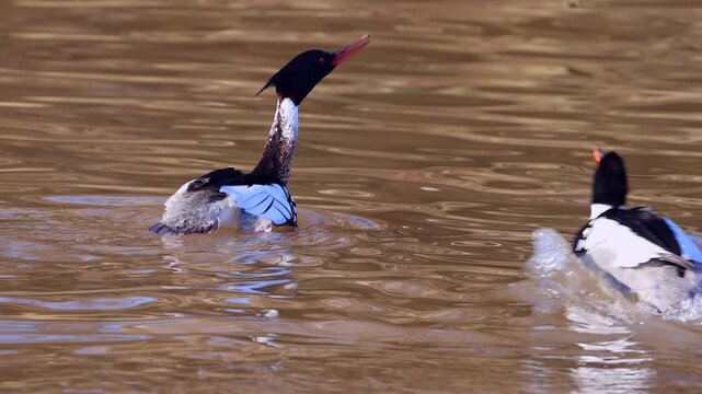 Male merganser ducks displaying mating dance to impress female.