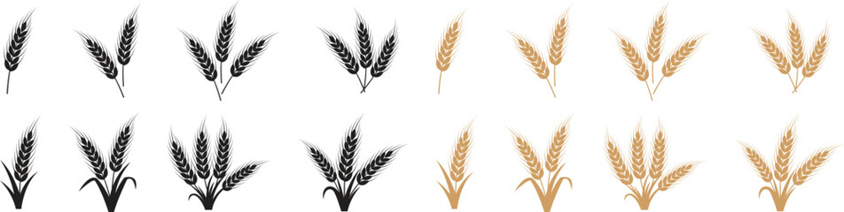 Fototapeta premium Wheat botanical icon set with black and golden cereal ear symbols. Natural grain stalks for organic farm and bakery design. Agriculture crop elements for healthy food and harvest graphics.